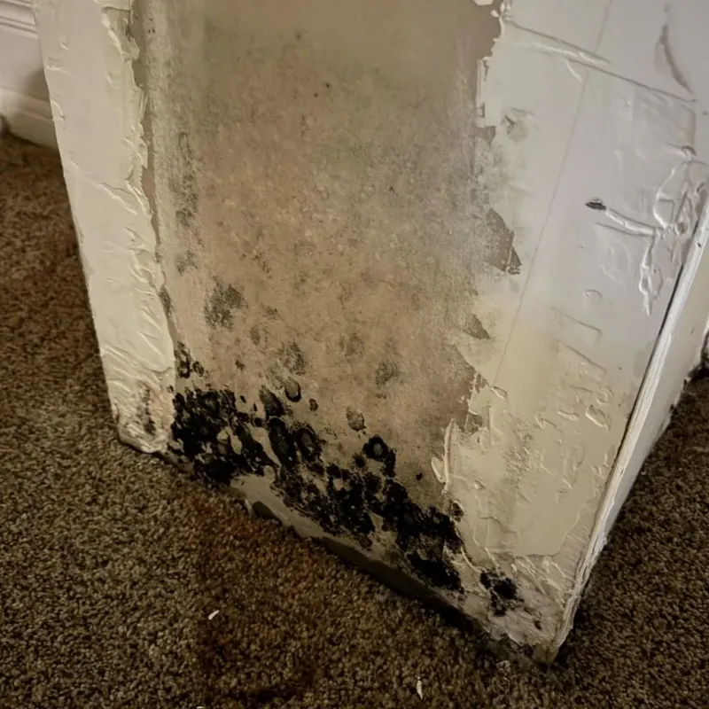 Professional Mold Removal in Genoa, OH